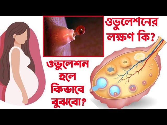 ওভুলেশনের লক্ষণগুলো কি?/ ওভুলেশন হলে কিভাবে বুঝবো?/ ওভুলেশন এর লক্ষণ কি? / Ovulation symptom bangla