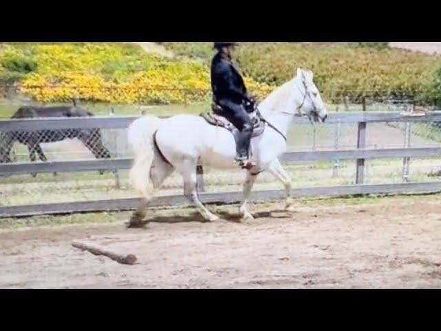 The Step Pace - What Is It? And Is It Ok To Do?  Gaited Horse Training