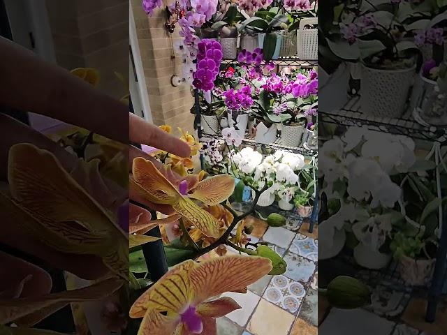 Орхидея "матрац"#орхидеи #оранжерея #flowers #орхидеицветут #цветы#orchid #greenhouse #phalenopsis