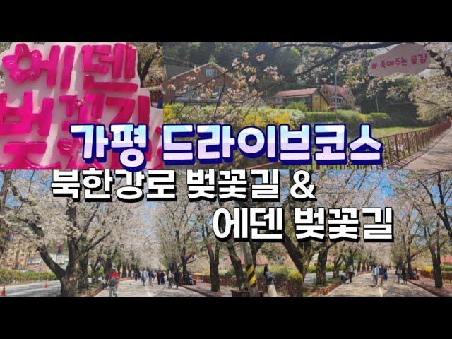 가평 드라이브코스 북한강로 벚꽃길 & 에덴 벚꽃길 축제 현재상황 미리보기