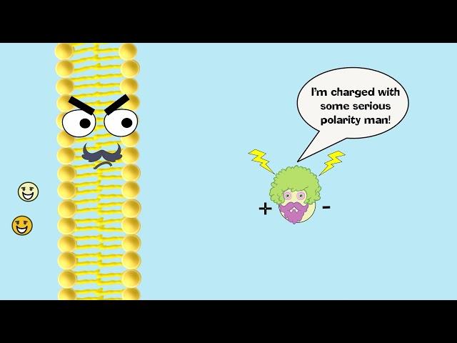 Facilitated Diffusion Explained