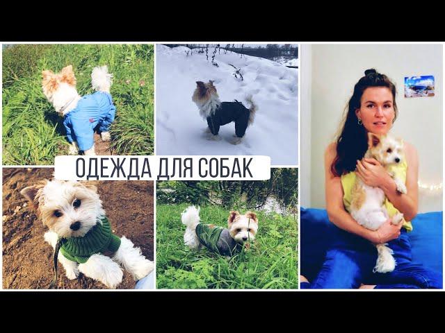 4 САМЫХ необходимых комплекта ОДЕЖДЫ для Йорка 