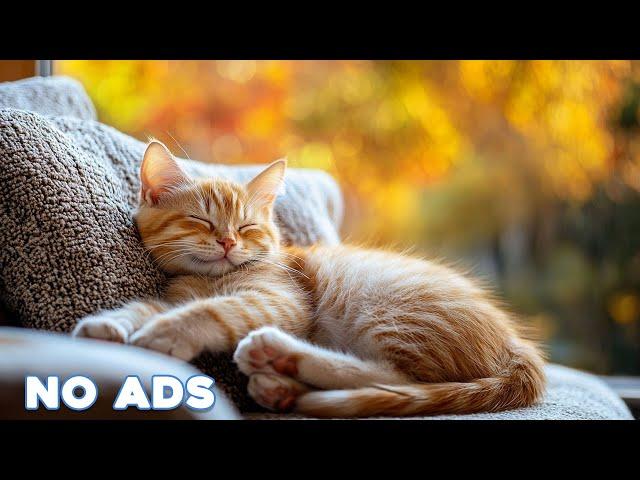 12 Hours Of Cat MusicRelaxing Music to Relieve Cat StressCat Sleep MusicCat Calming Music