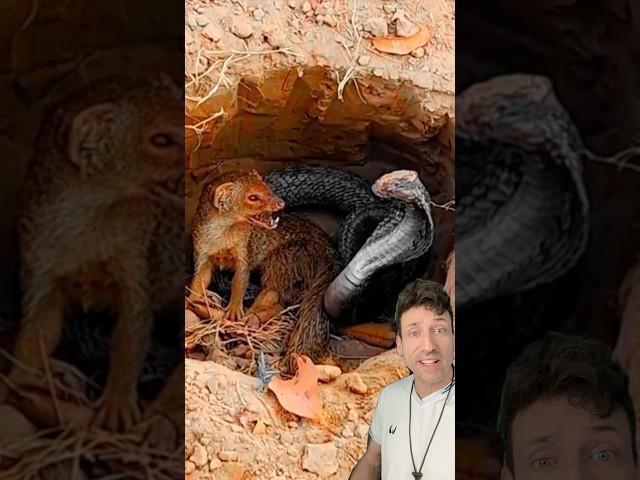 Mongoose Vs. Cobra