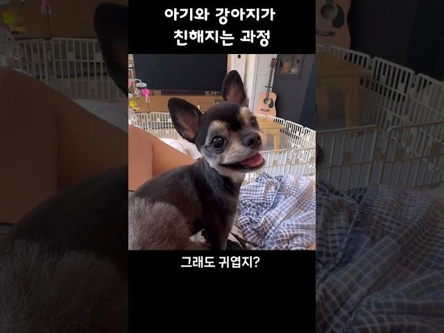 아기와 강아지가 가족이 되는 과정 #애개육아 #아기와강아지