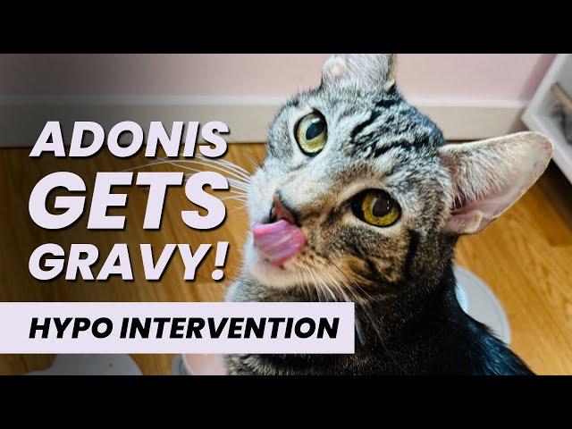 How we Handle Hypoglycemia in our Diabetic Kitty