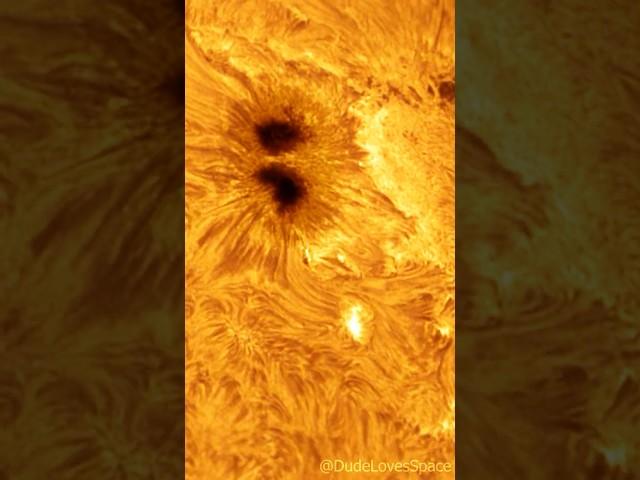 Very Big Sunspot 4079 Close Up! // Captured from My Backyard #astronomy #solarsystem #space