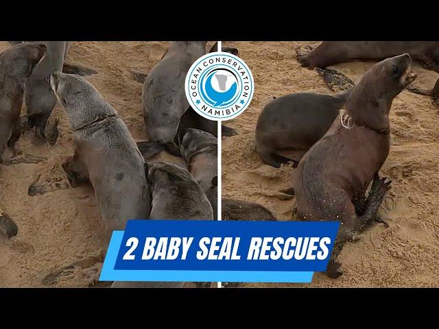 2 Baby Seal Rescues