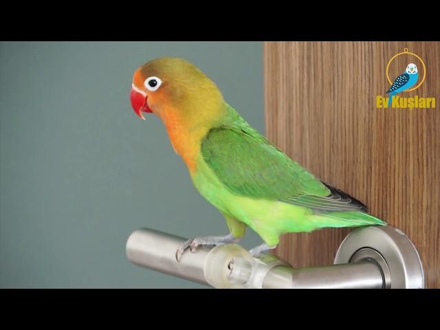 Cennet papağanı ötüşü | Cennet papağanı sesleri | LoveBird singing