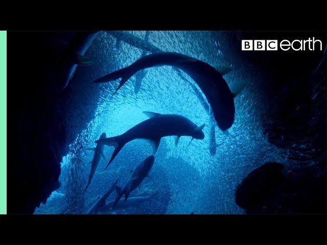 ONE HOUR Of Amazing Ocean Moments | BBC Earth