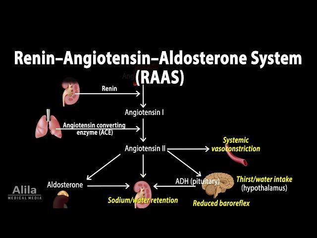 The Renin–Angiotensin–Aldosterone System, RAAS, Animation