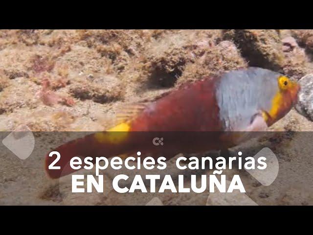 Aparecen dos especies canarias en aguas de Cataluña