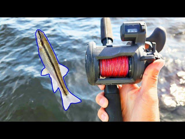 How to Troll Lead Core with Live Bait for Lake Trout and Salmon