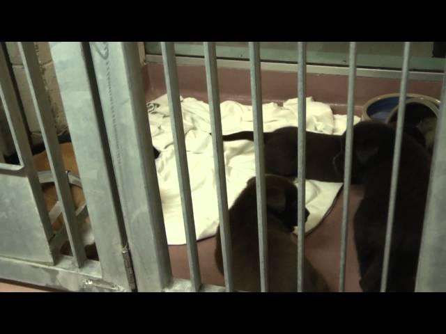 The Hamilton/Burlington SPCA: a Documentary