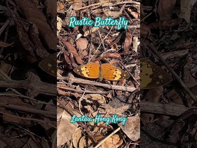 Rustic butterfly
