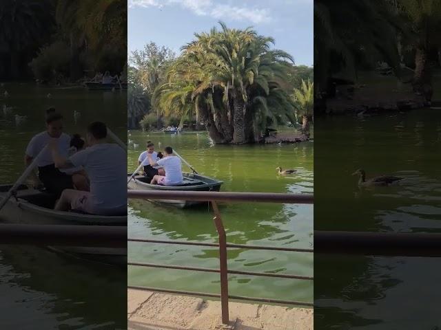 Geese attack to the boat | Barcelona