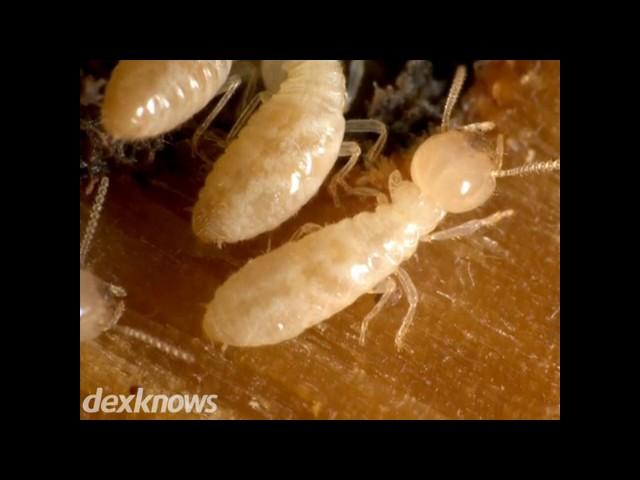 Progressive Pest Solutions Burien WA 98168