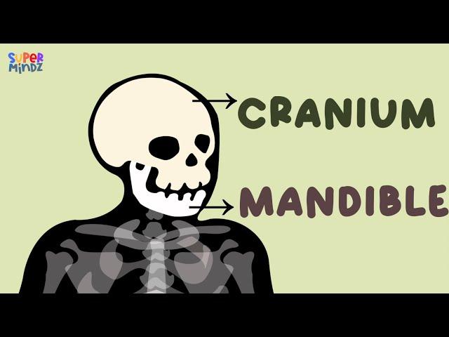 HUMAN BONES | Learn names of human bones | For kids | SuperMindz