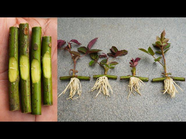 Propagate rose from cuttings very fast with onions