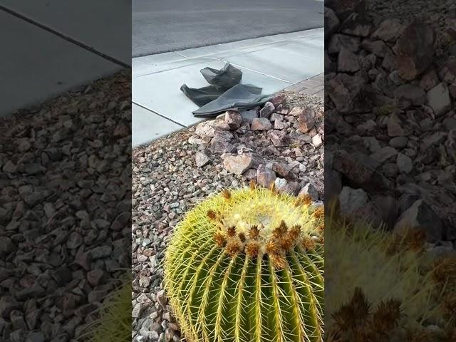 Our yellow barrel cacti in Las Vegas are under attack! #cactusjeff #cactus #health