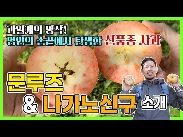 "과일계의 명작! 명인의 손끝에서 탄생한 신품종 사과" 문루즈&나가노신구 소개