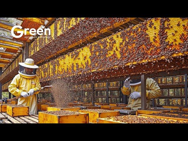 Bee Farming - How US Farmer Millions Tons Of Honey | Agriculture Technology