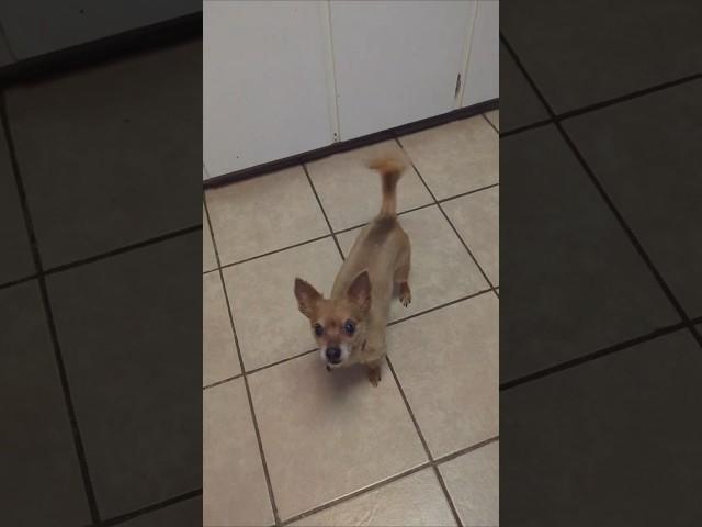 Dogs are so Sweet when they want a treat. Don't you think look at Grace? She's such a sweet girl!!