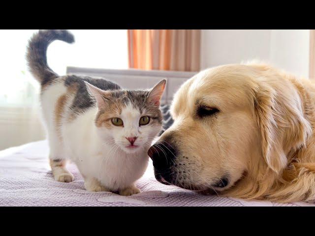 Golden Retriever Reacts to Pregnant Cat