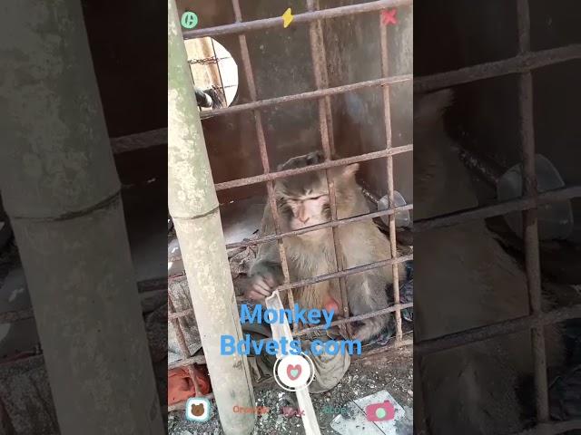 Monkey in cage #bdvets #animals #monkey