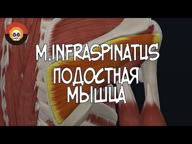 Подостная мышца (m.infraspinatus) 3D Анатомия