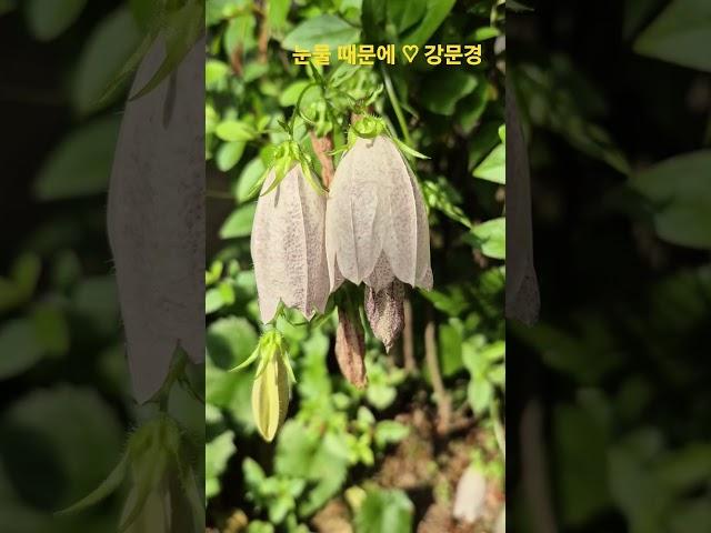 #강문경 #눈물 때문에 #shorts