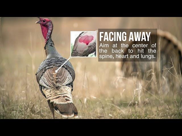 Turkey Shot Placement -Where to aim on a turkey for bowhunting!