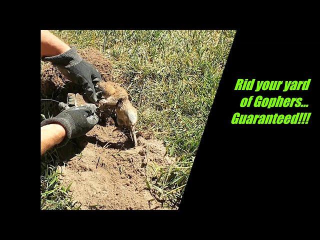 Guaranteed easy way to get rid of gophers from damaging your yard.Gopher trapping techniques