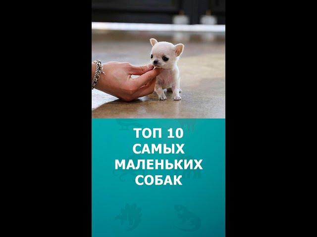 Топ 10 самых маленьких собак #шортс #собаки #интересное #топ10 #shorts #комарик