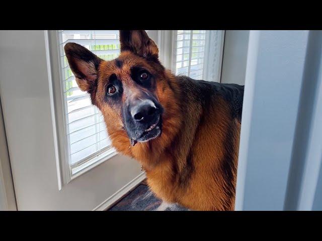 This is why Everyone needs a German Shepherd in their life 