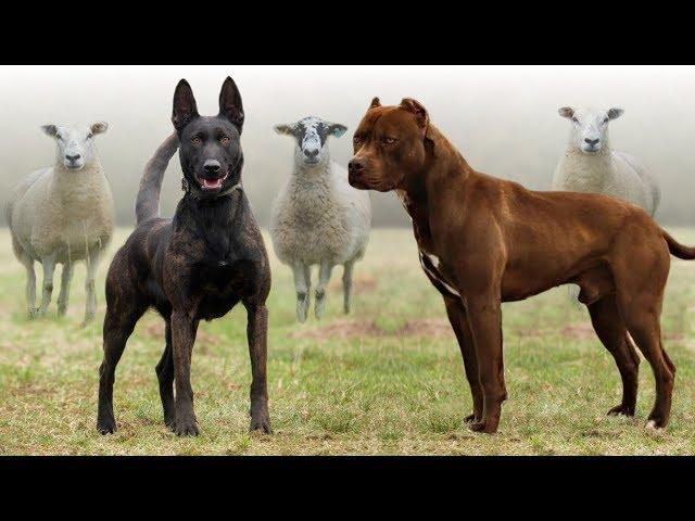 These Are 10 Best Farm Dog Breeds