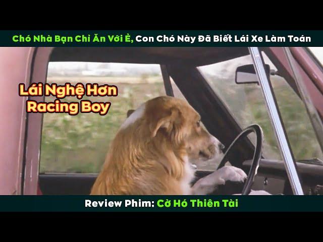 [Review Phim] Chú Chó Thiên Tài Biết Lái Xe Oto, 1 Mình Lùa Băng Đẳng Xã Hội Thâm Như Lùa Vịt