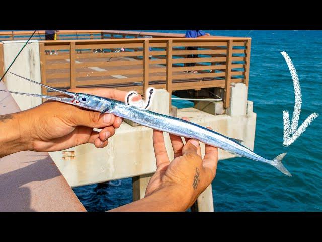 Needlefish Bait Hooks MASSIVE FISH Under Pier