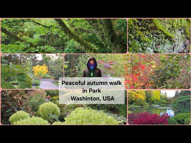 Peaceful walk in Park, Wa USA. Прогулка по волшебному осеннему парку, Сиэтл, Беллвью, Вашингтон, США