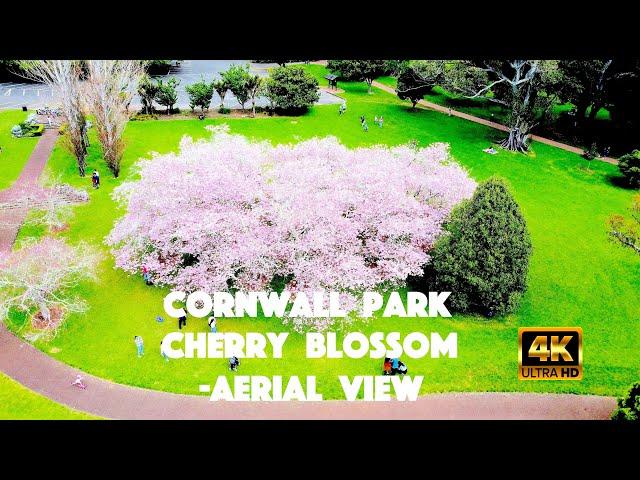 Cornwall Park & Cherry blossom -Aerial view,  Auckland, New Zealand.