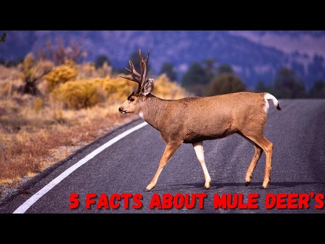 5 Facts About Mule Deer You Need to Know! | White Tail Deer