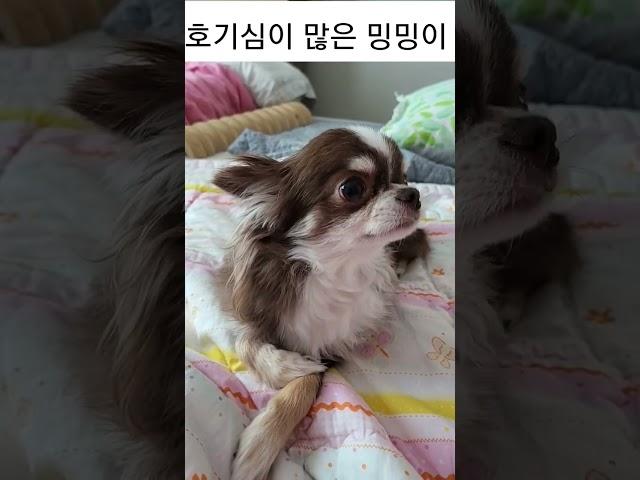 호기심이 많은 밍밍이 #chihuahua #cute #dog #puppy #치와와