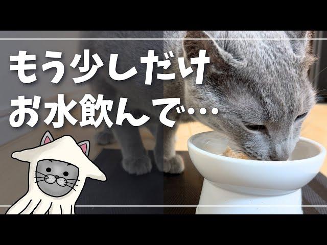 飲水だけじゃない…上手な水分補給方法【ロシアンブルー】猫