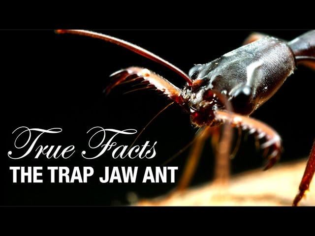 True Facts: Trap Jaw Ants