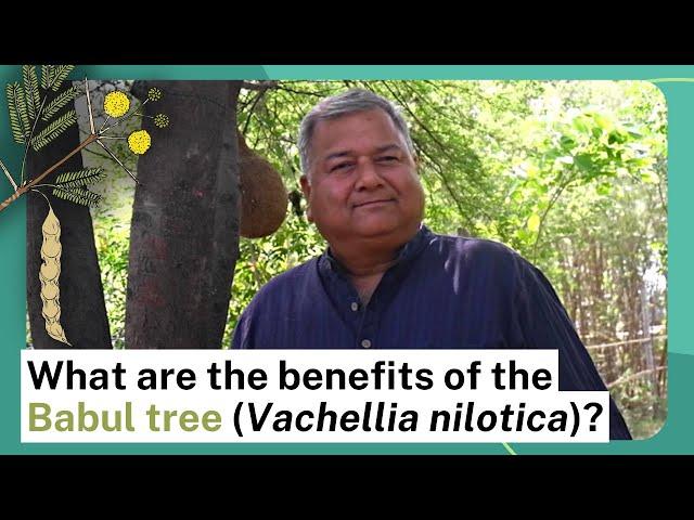 What are the benefits of the Babul tree (Vachellia nilotica)?