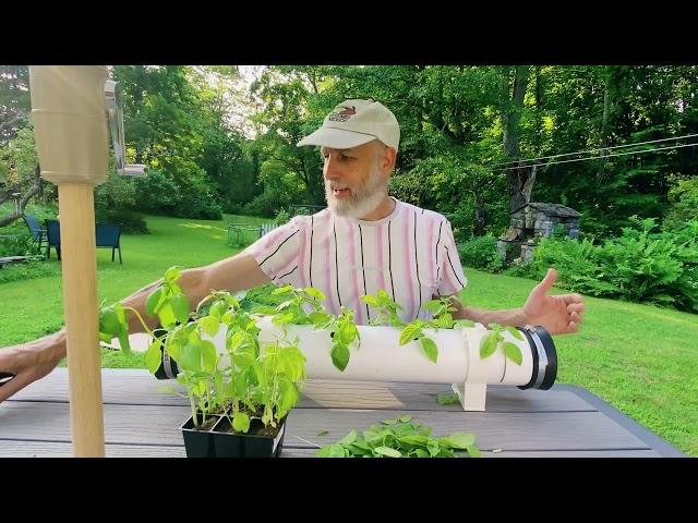 Hydroponic Basil Clones In The Growpipe