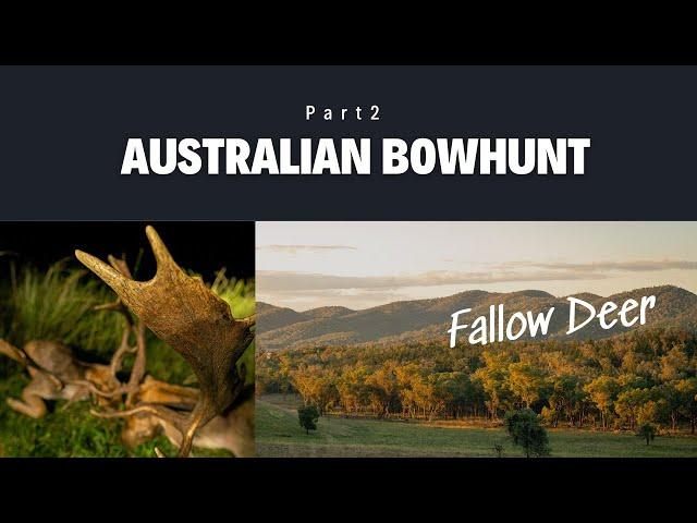 Free Range Fallow Deer Bowhunting - Australia Part 2 - Wild Safaris