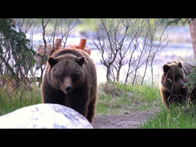 Grizzly Family Passes Through a Hiking Hub at Dusk