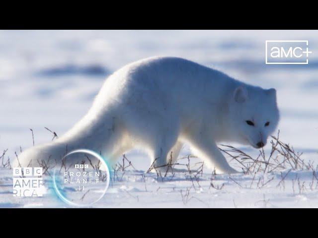 Arctic Fox Dives Headfirst Into Snow  Frozen Planet II | BBC America