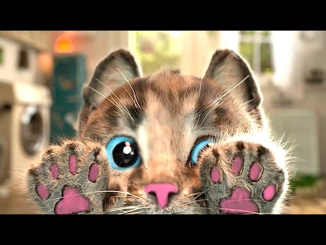 MY CUTE LITTLE KITTEN ADVENTURE  BEST EDUCATIONAL VIDEO FOR PRESCHOOLERS WITH FUNNY CATS 